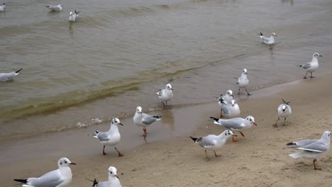 grupo de gaviotas en la playa de arena del mar báltico