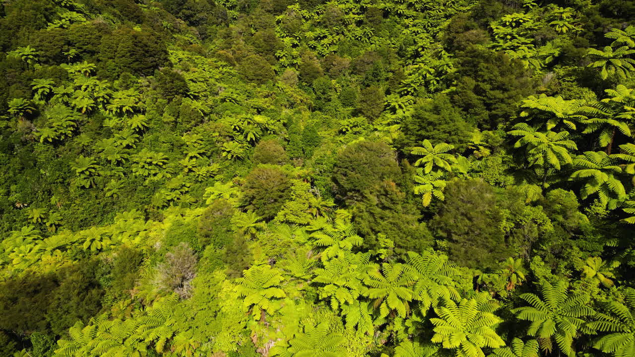 avión volando hacia adelante sobre el bosque de helechos de nueva zelanda en un día soleado