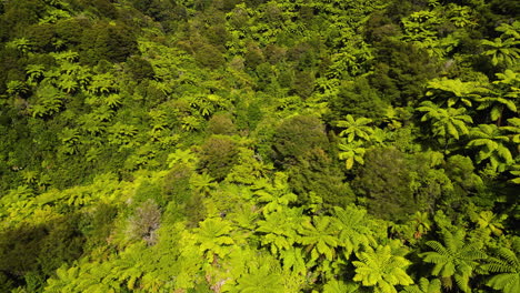 Aerial-flying-forward-over-New-Zealand-Fern-forest-on-sunny-day