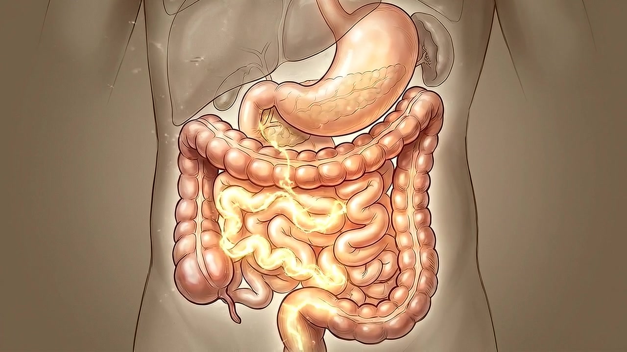 Animazione medica della funzione del sistema digestivo umano