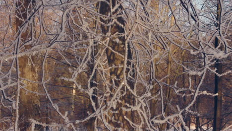 árbol congelado en el parque de invierno. árbol en escarcha. fondo de invierno