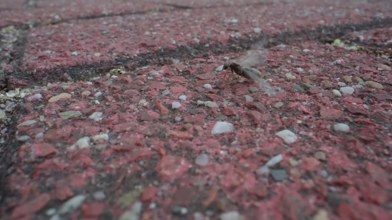 Macro slow motion of black ants moving over red brick surface in straight organized lines