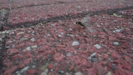 macro slow motion of black ants moving over red brick surface in straight organized lines