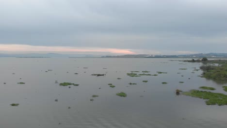 Aerial-shot-moving-forward-over-Lake-Victoria-with-floating-reeds-over-the-water-and-a-traditional-wooden-fishing-boat