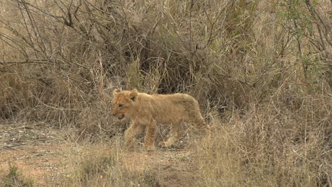 Cute-little-lion-cubs-following-mother's-footsteps-in-grassland