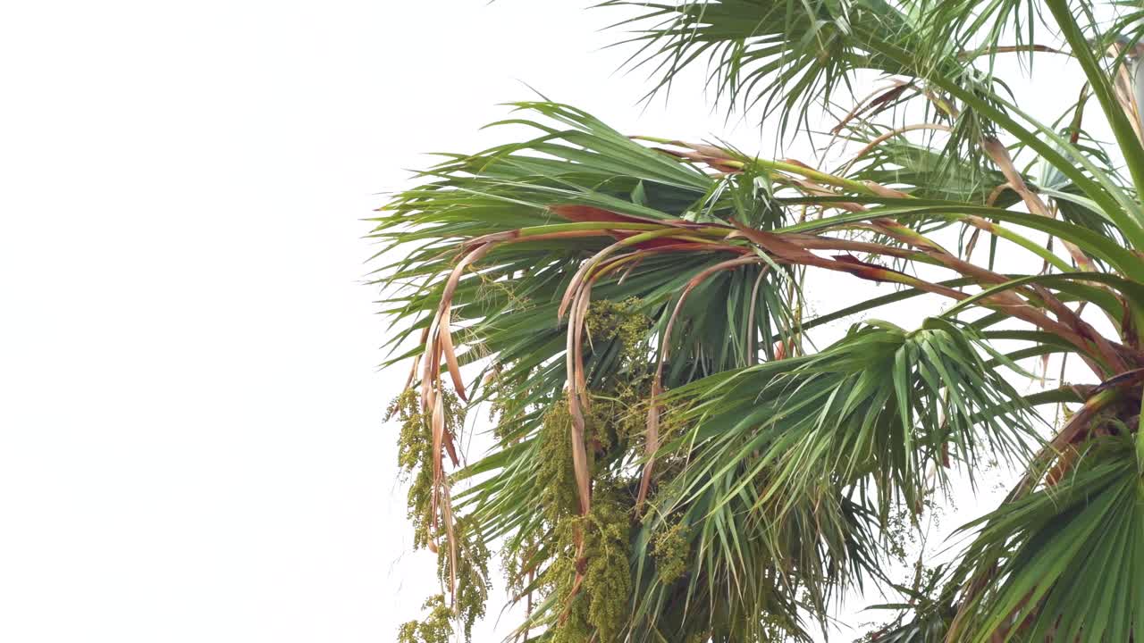 Palm tree branches over a white cloudy sky moving with the wind