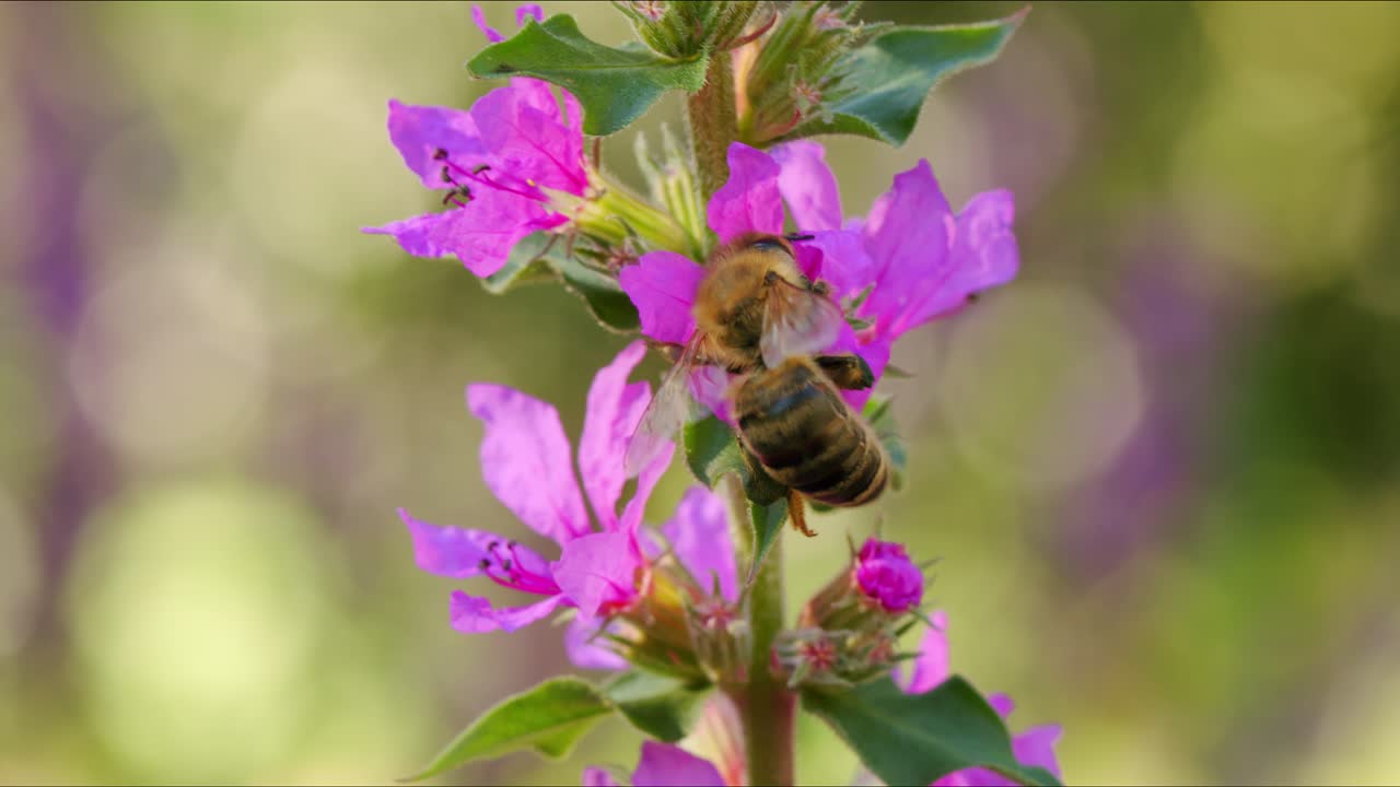 abeja silvestre en una flor rosada en flor, recolectando polen durante la temporada de verano, toma de primer plano