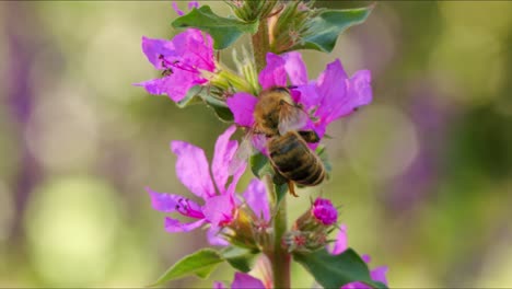 Wild-Bee-on-Pink-blooming-flower,-collecting-pollen-during-summer-season,-close-up-shot