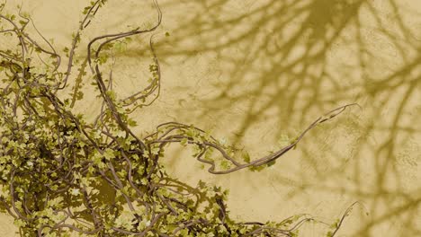 green climbing vine with small leaves on textured yellow wall with plant shadows. spring nature and garden concept. design for wallpaper, poster, banner.flat lay composition with copy space