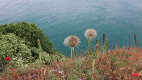 growing common dandelion at cape kaliakra nature reserve in black sea coast, bulgaria