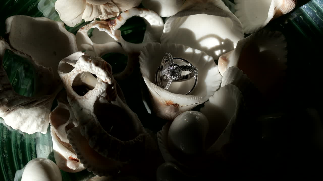 Wedding bands and diamond engagement rings resting in a sea shell