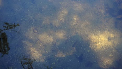 wild fish moving around in shallow river-lake