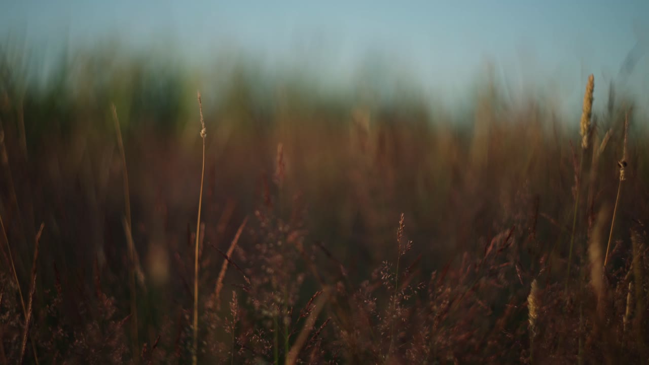 Field of Grass at Sunset