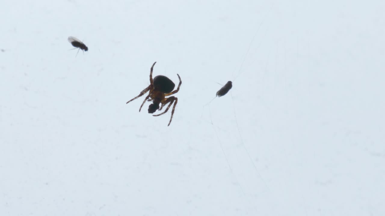 araña comiendo bug en una telaraña de cerca