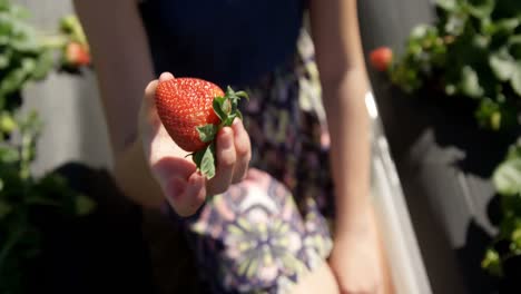 Girl-examining-a-strawberry-in-the-farm-4k