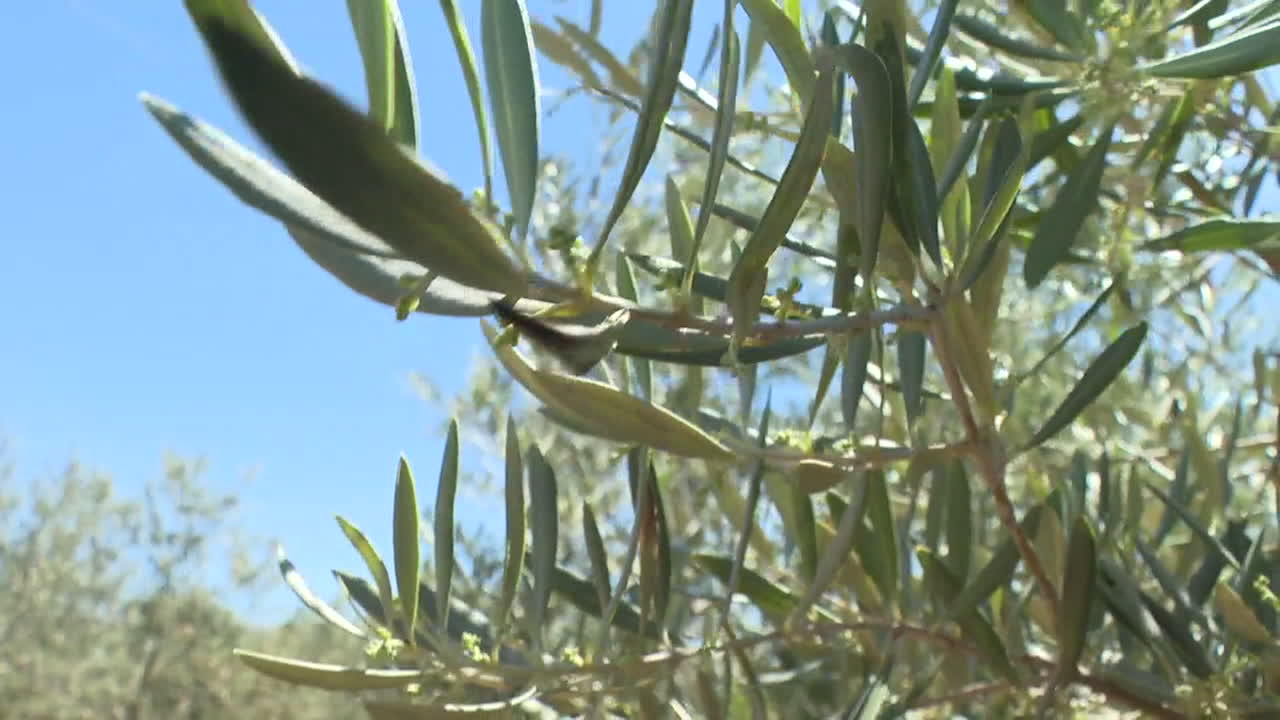 올리브 나무 가지와 잎