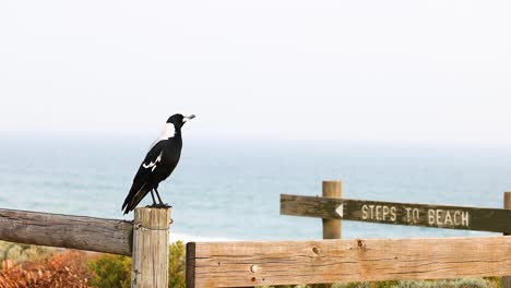 an australian magpie perches on a wooden post near the beach, with ocean views and soft natural lighting