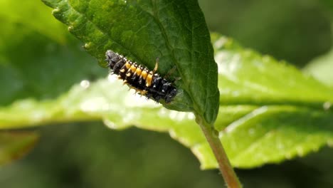 Ladybug-larva-eating-an-green-aphid-that-has-infested-a-fruit-tree