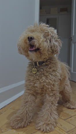 adorable toy poodle dog indoors relaxing in vertical