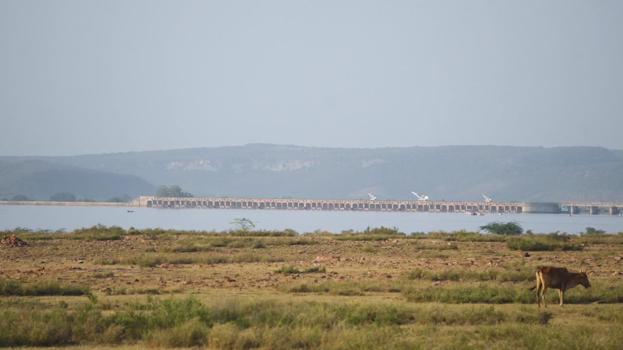 Pan shot of Reservoir or Tighra dam with cattle grazing in grassland at Gwalior Madhya Pradesh in India