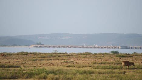 Pan-shot-of-Reservoir-or-Tighra-dam-with-cattle-grazing-in-grassland-at-Gwalior-Madhya-Pradesh-in-India