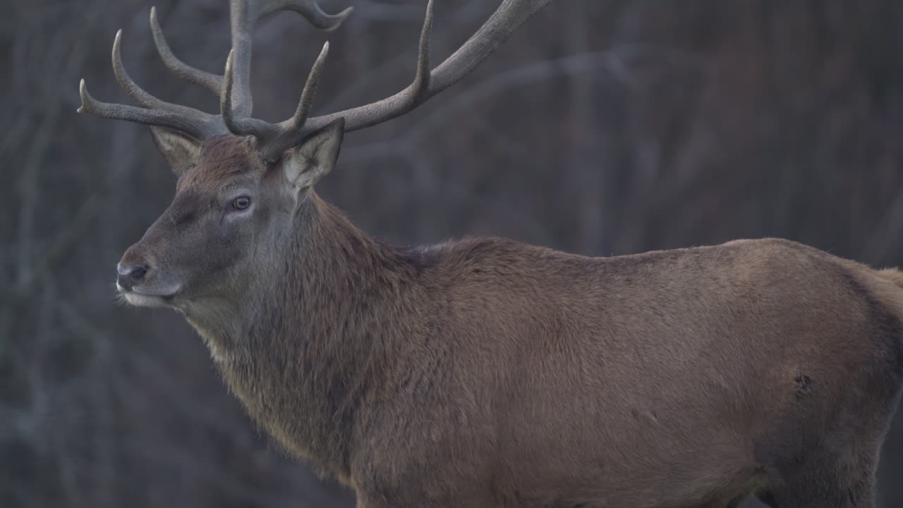 Inquadratura laterale di un maestoso cervo con grandi palchi, che camminando gira la testa e guarda la telecamera - SLOW MOTION.