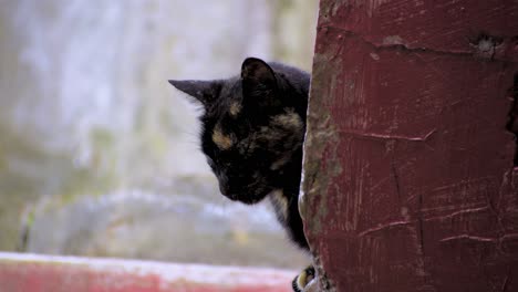 little cat hiding behind the wall when it's drizzling