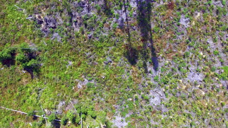 Logging-area-overflight-and-stand-trees,-in-Finland,-August-2018