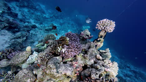 coral reef underwater ecosystem reef-building corals red sea sharm el sheikh