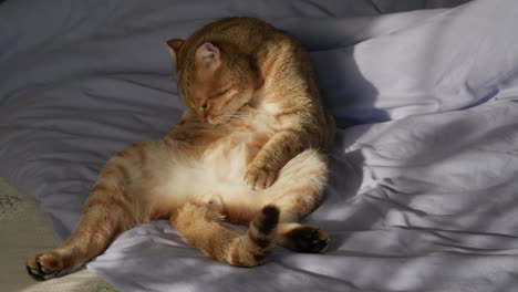 cat grooming on a bed