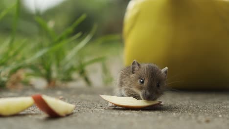 lindo, pequeño ratón comiendo manzanas en el jardín, primer plano