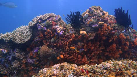 colorido arrecife prístino en la región de raja ampat