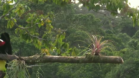 Un-Hermoso-Pájaro-Tucán-De-Garganta-Amarilla-Agarrando-Una-Pieza-De-Fruta-Del-árbol-Y-Comiéndola---Cerrar