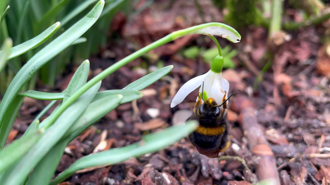 Slow motion macro of beautiful bumblebee holding on lily flower and collecting nectar pollen during daytime