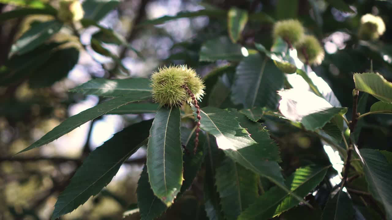 Thorny fruits of horse chestnut on a branch with green leaves