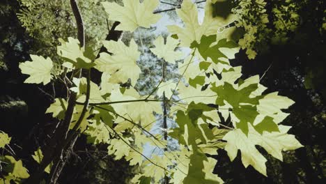 green oak leaves blow in the wind as the sun light bursts through