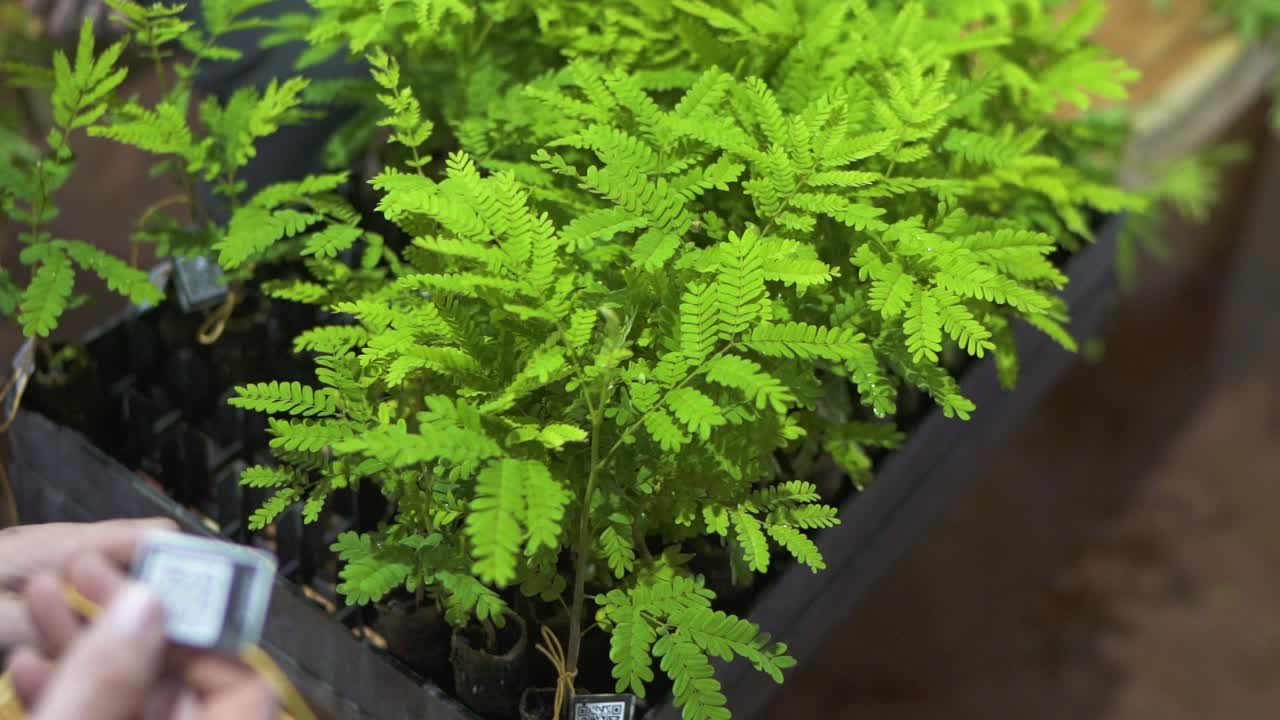 personas que trabajan desde el árbol yerba mate vivero - tecnología del medio ambiente cambio climático estación verde sostenible bosque verde biodiversidad