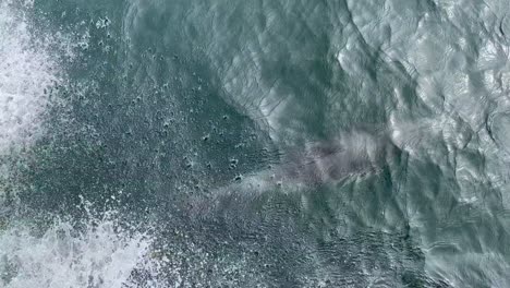 Handheld-close-up-slow-motion-shot-looking-down-at-two-dolphins-swimming-and-leaping-out-of-the-water-alongside-a-moving-boat-off-the-coast-Ventura,-California