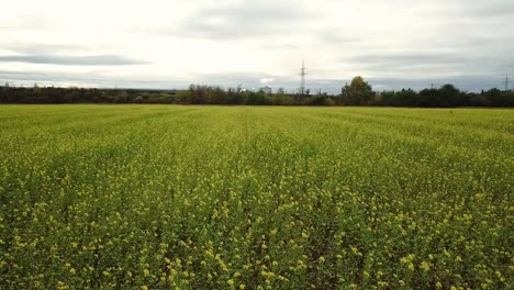 Volando-Directamente-Sobre-El-Campo-De-La-Planta-De-Aceite-De-Colza,-Plankstadt-Alemania