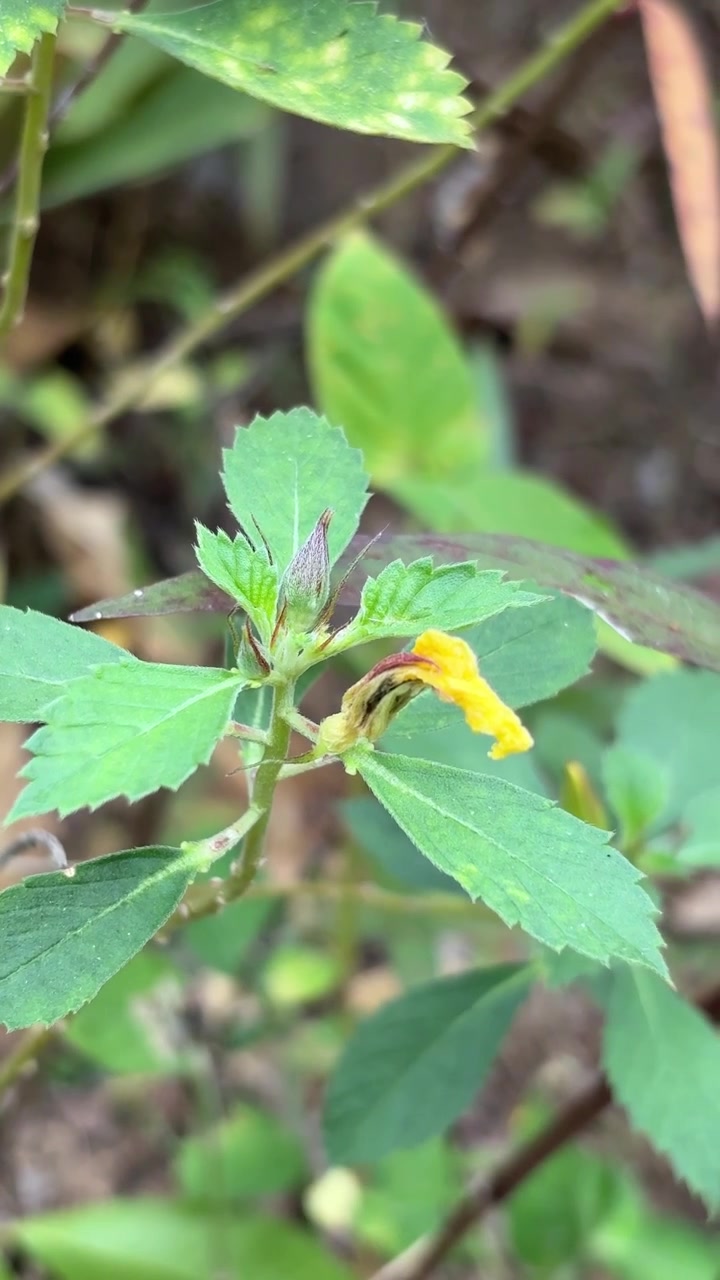 Small Yellow Wildflower Blooming on a Green Stem