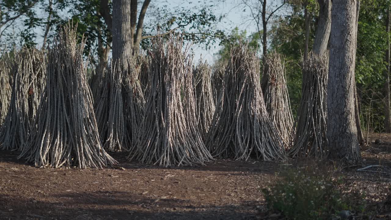 Cassava Harvesting and Drying
