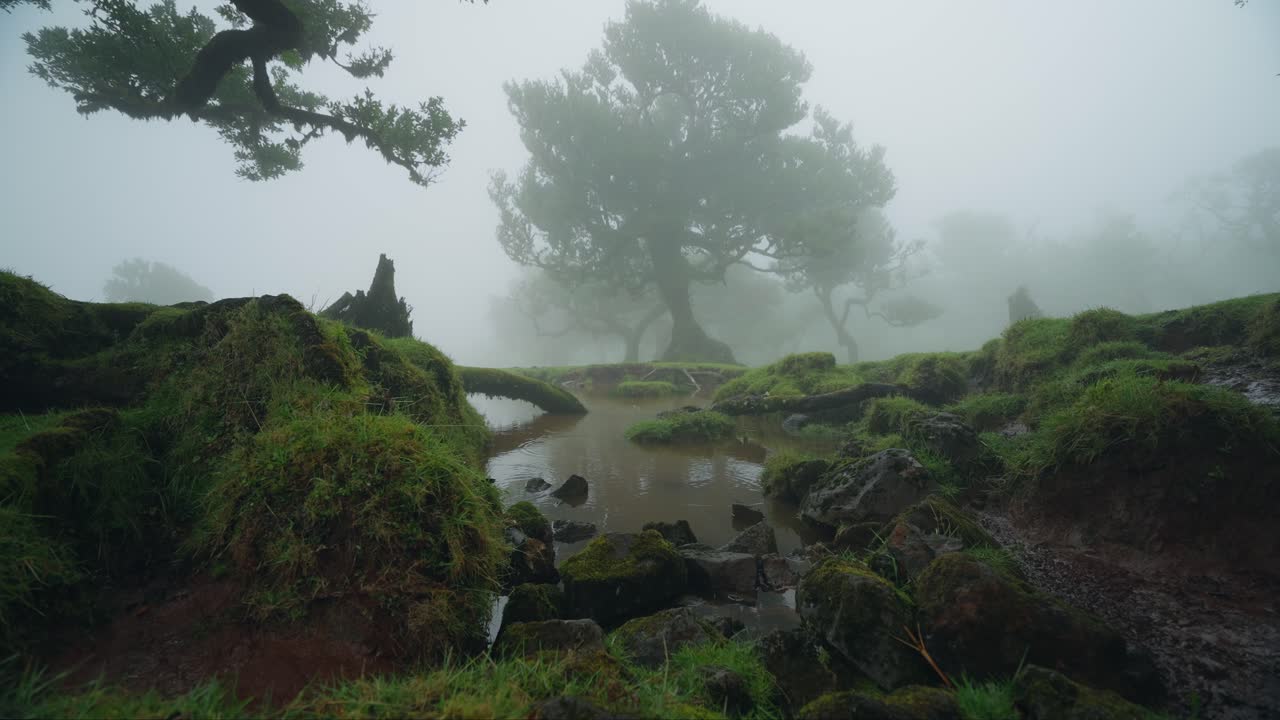 piscina de agua fangosa en el bosque místico de fanal con espesa niebla, madeira