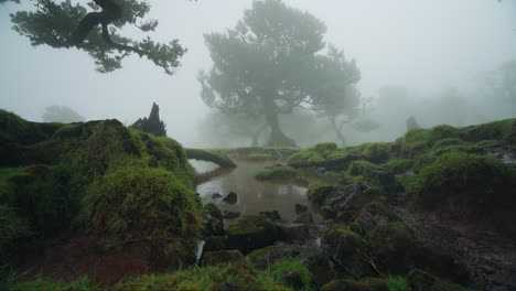 Muddy-pool-of-water-in-mystical-Fanal-Forest-with-thick-mist,-Madeira