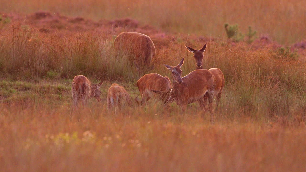 Red deer wallowing in grassy meadow at golden sunrise, Veluwe, rutting season