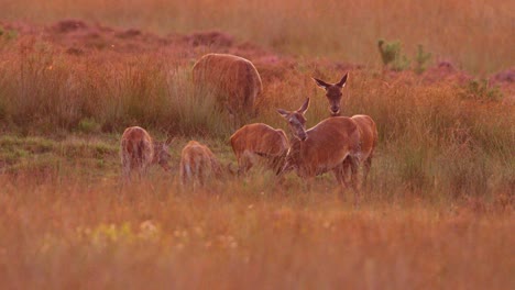 red deer wallowing in grassy meadow at golden sunrise, veluwe, rutting season