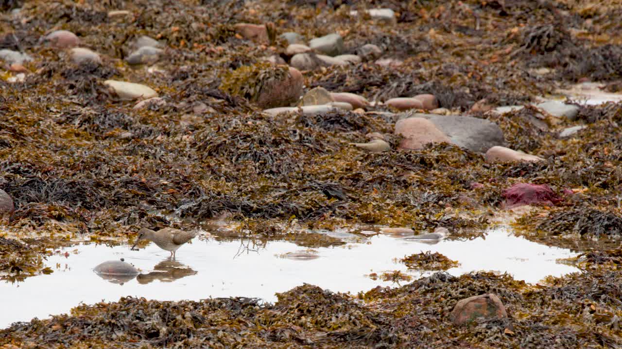 Redshank bird walks and forages on seaweed-covered coastal rocks, overcast daylight, static camera
