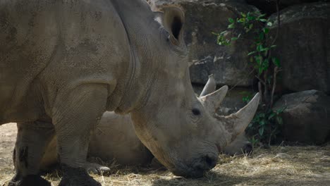 rhinoceros feeds on dry grass while another rests in a habitat at montpellier zoo