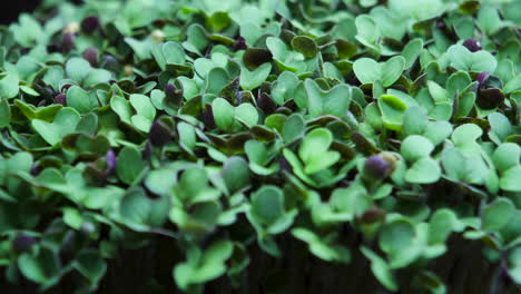 mustard microgreens leaves closeup time laps