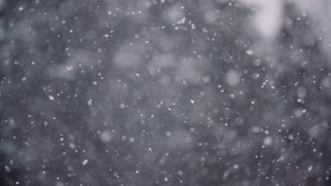 copos de nieve contra árboles cubiertos de nieve en las montañas 5