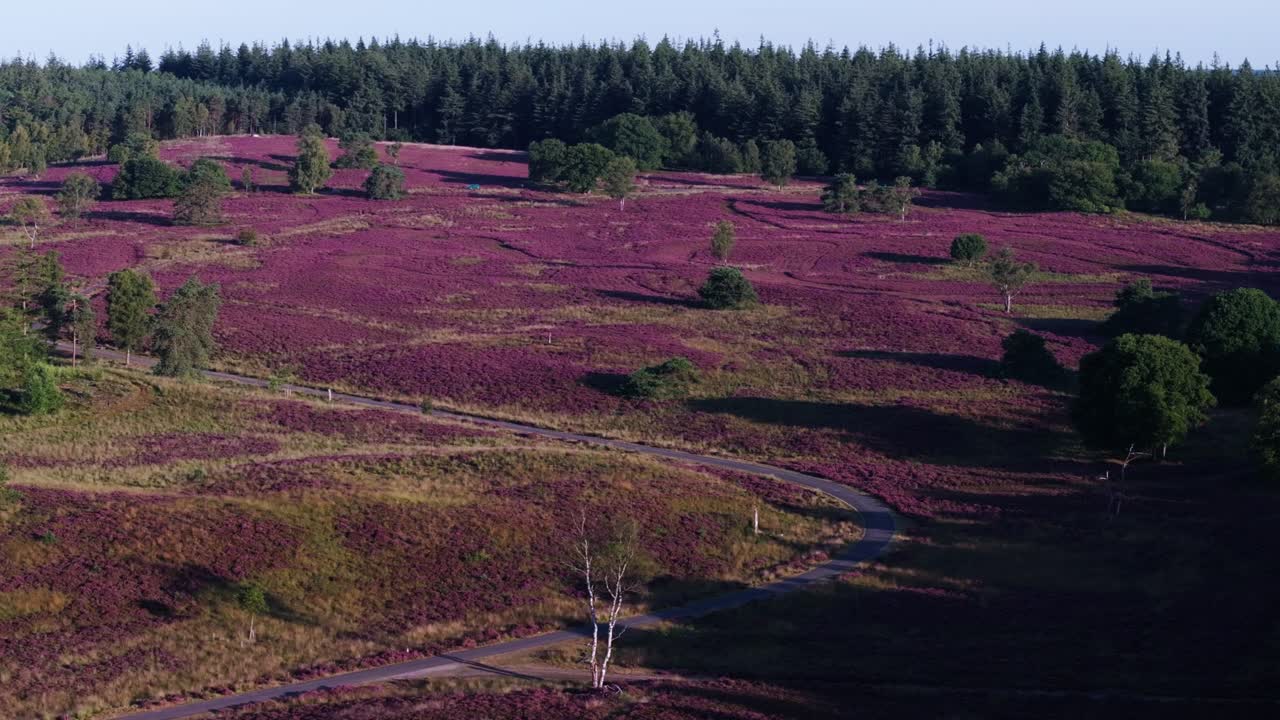 Heather moorland landscape with trees and road